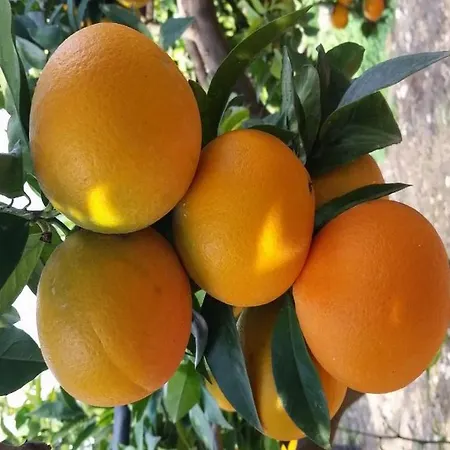 Casa Pino Prázdninový dům Ribera